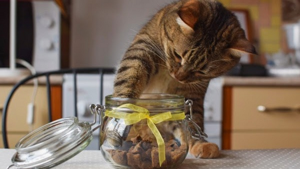 Дрессировка кошек Используйте систему вознаграждений | Здоровье | WB Guru