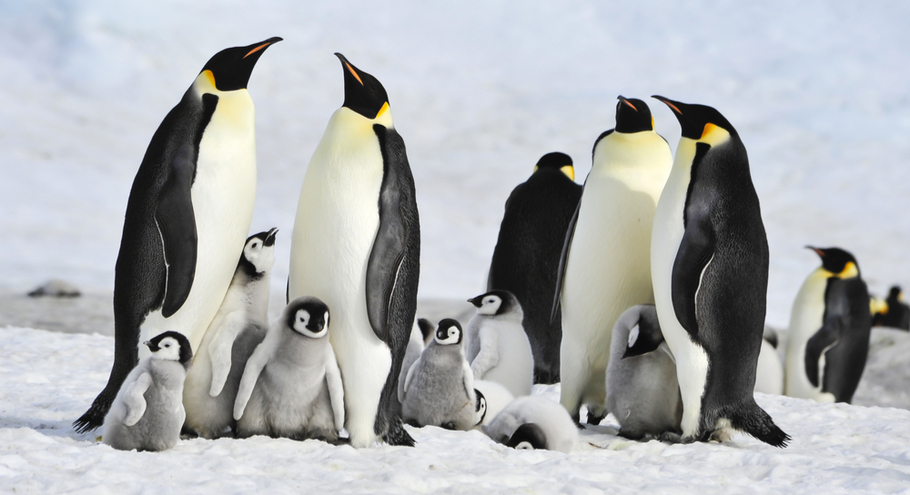 Публикация «Картотека стихов к празднику пингвинов на МAAM» размещена в разделах