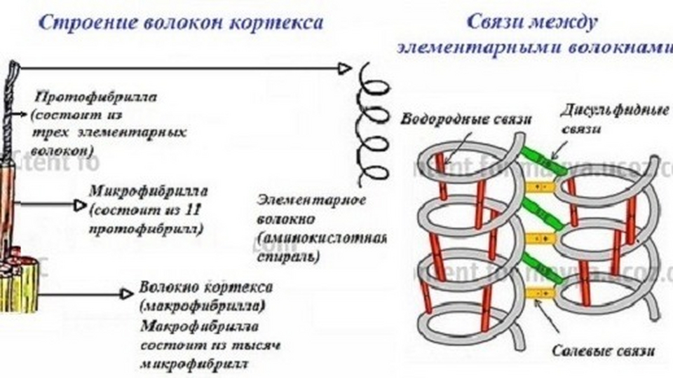 Имеет дисульфидные мостики