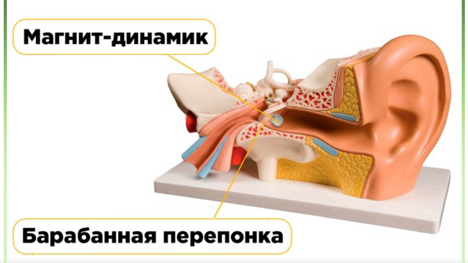 Вредят ли магнитные микронаушники ушам?