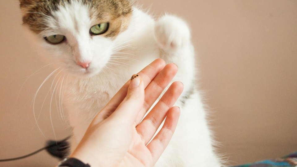 Дрессировка кошек Используйте систему вознаграждений | Здоровье | WB Guru