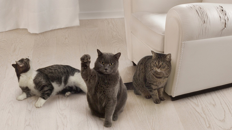7 способов отучить вашу кошку драть мебель