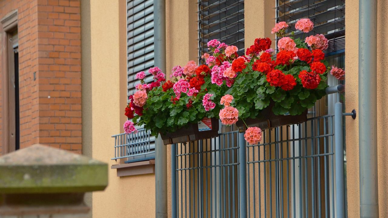 Цветы для балкона фото с названиями