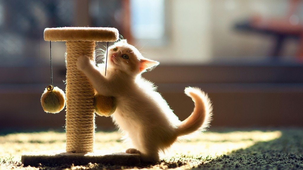 Когтеточка для кошки своими руками пошагово: инструкция с фото и необычными идеями