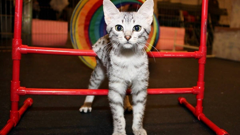 Дрессировка кошек Если это не работает система вознаграждений Ч.2 ...