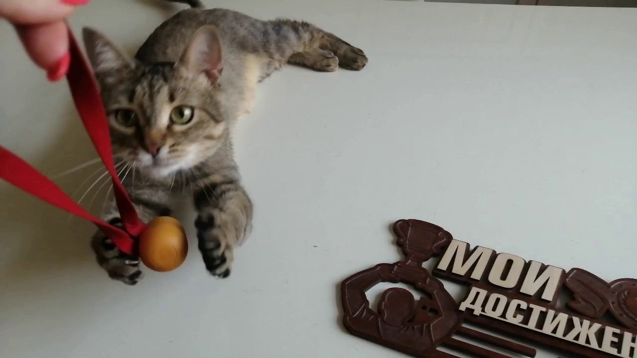 Медальница. распаковка котом