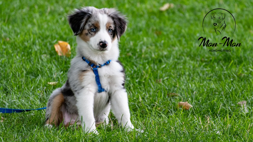 Как создать правила и ограничения для щенка?