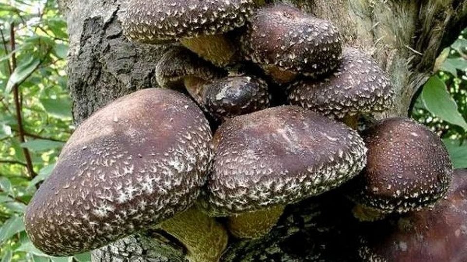 Грибы шиитаки. Шиитаке ареал. 1. Шиитаке, Shiitake (Lentinula edodes). Грибы шиитаке растут. Шиитаке гриб переросток.