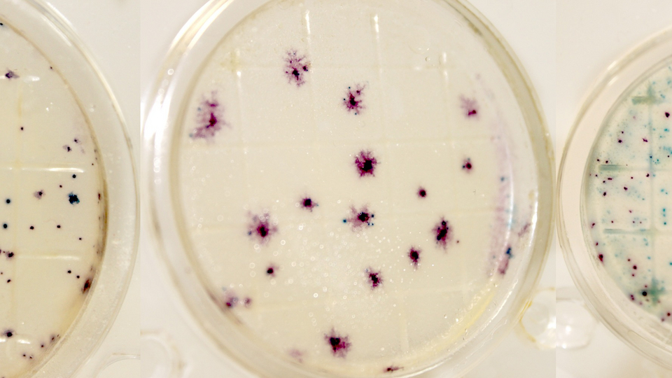 микробиология молочных продуктов. биотехнология микробиология. сухие питательные среды для микробиологии. микробиология сухого. питательный агар питательная среда ивд оболенск.
