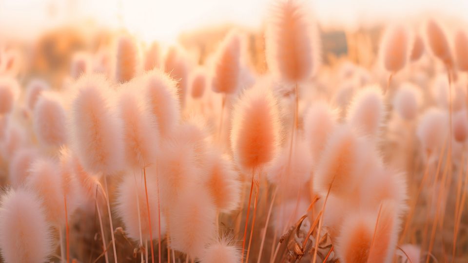 13 1023 персиковый пушок. 13 1023 персиковый пушок. 13 1023 персиковый пушок. 13 1023 персиковый пушок. 13 1023 персиковый пушок.