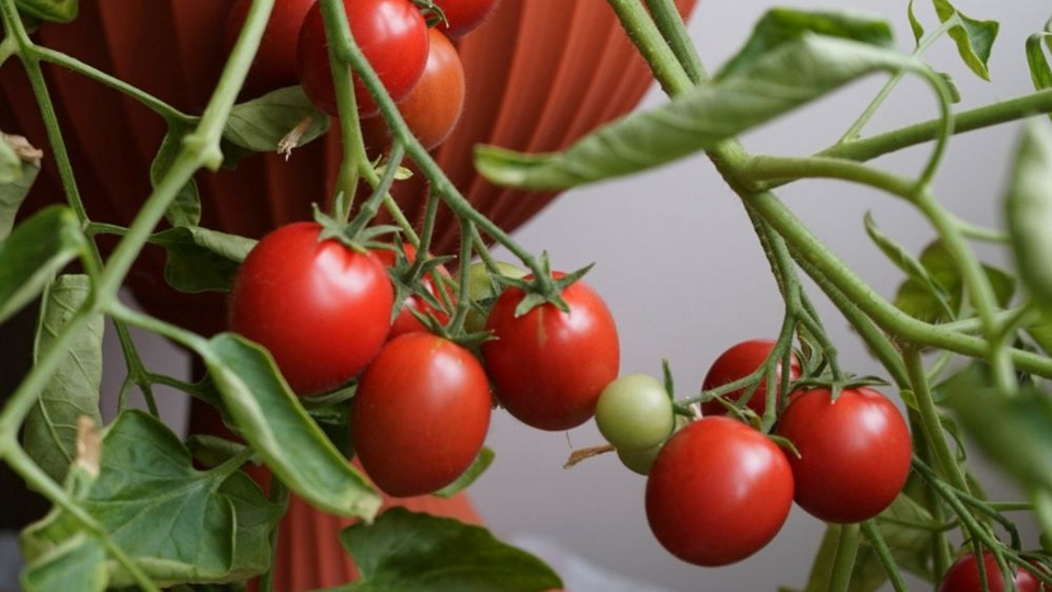 Балконное чудо — сладкие томаты у вас под рукой