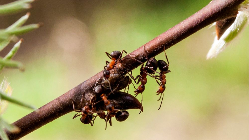 Виды муравьёв