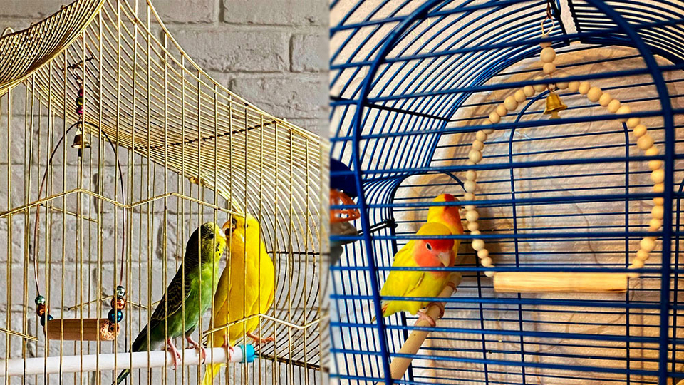 Сухая кормушка-копошилка для попугаев