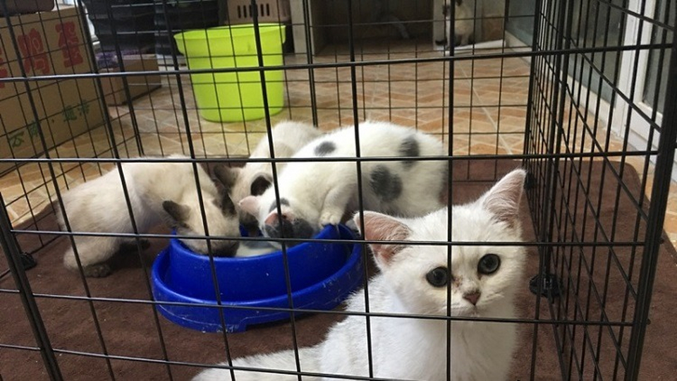 Родильный домик для кошки своими руками