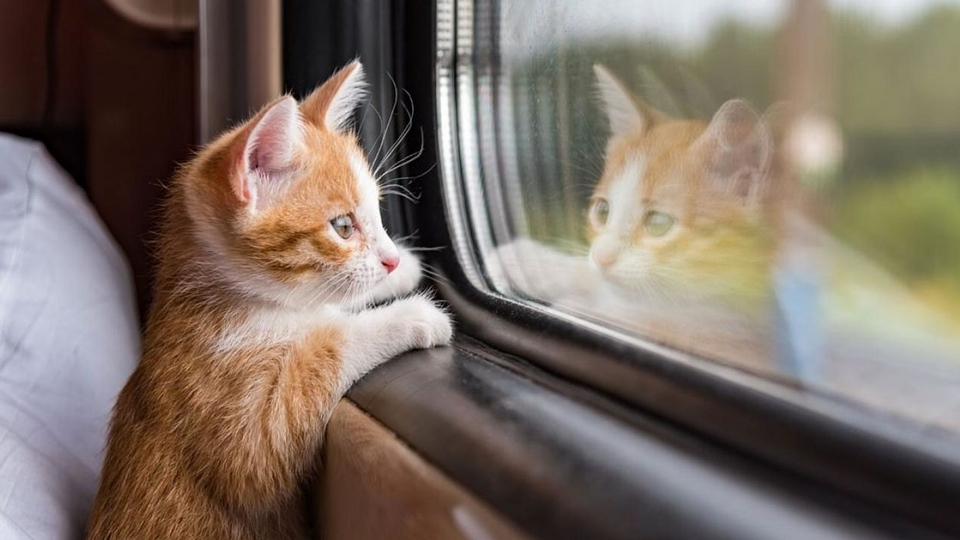 Перевозка кошек в поезде: правила и рекомендации для путешествий | Животные  | WB Guru