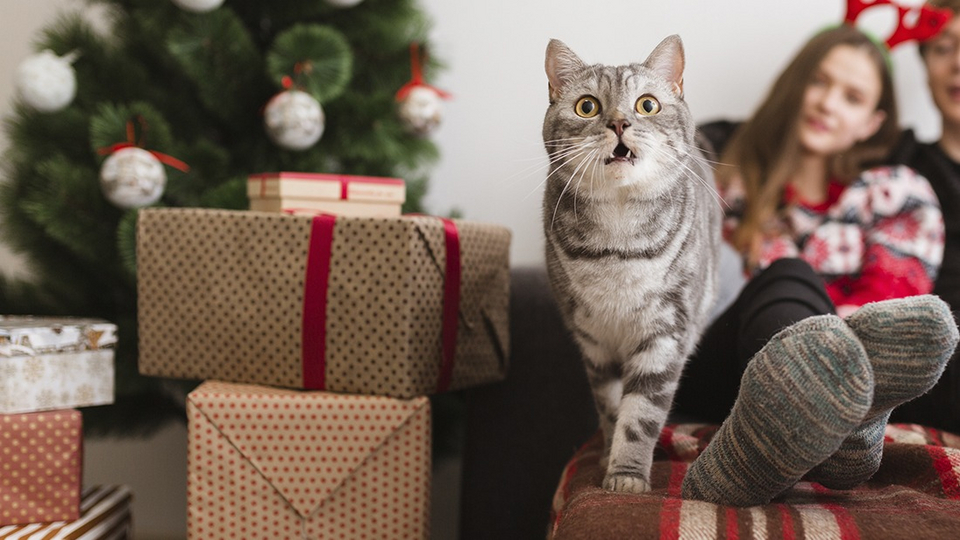 В Кусе собирают «новогодние подарки» для бездомных животных