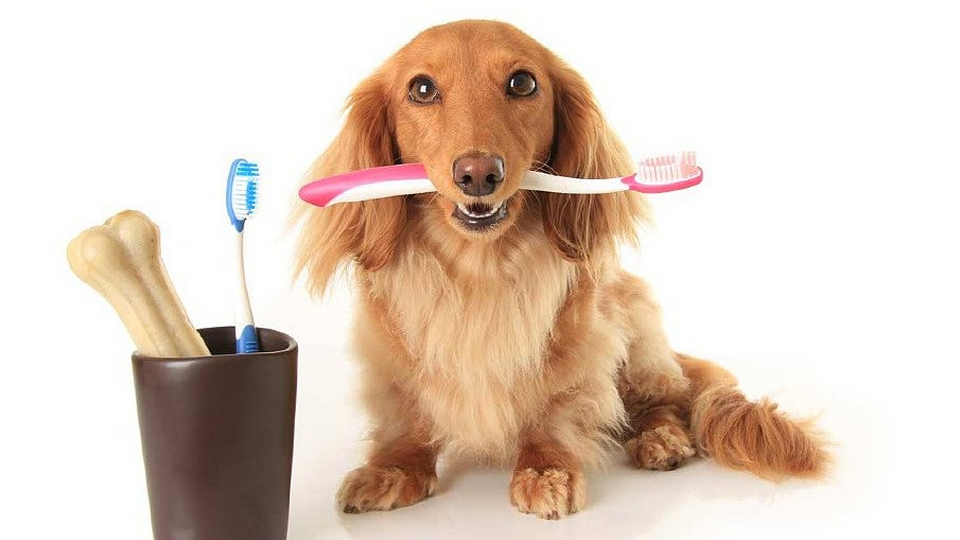 Гигиена и уход за шерстью любимого питомца - полезные советы и рекомендации для идеального внешнего вида Гигиена и уход за шерстью животного: советы и рекомендации