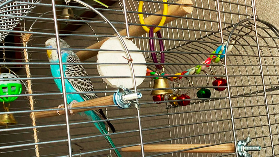 С любовью к волнистым попугаям: как правильно обустроить клетку для здоровья птицы?