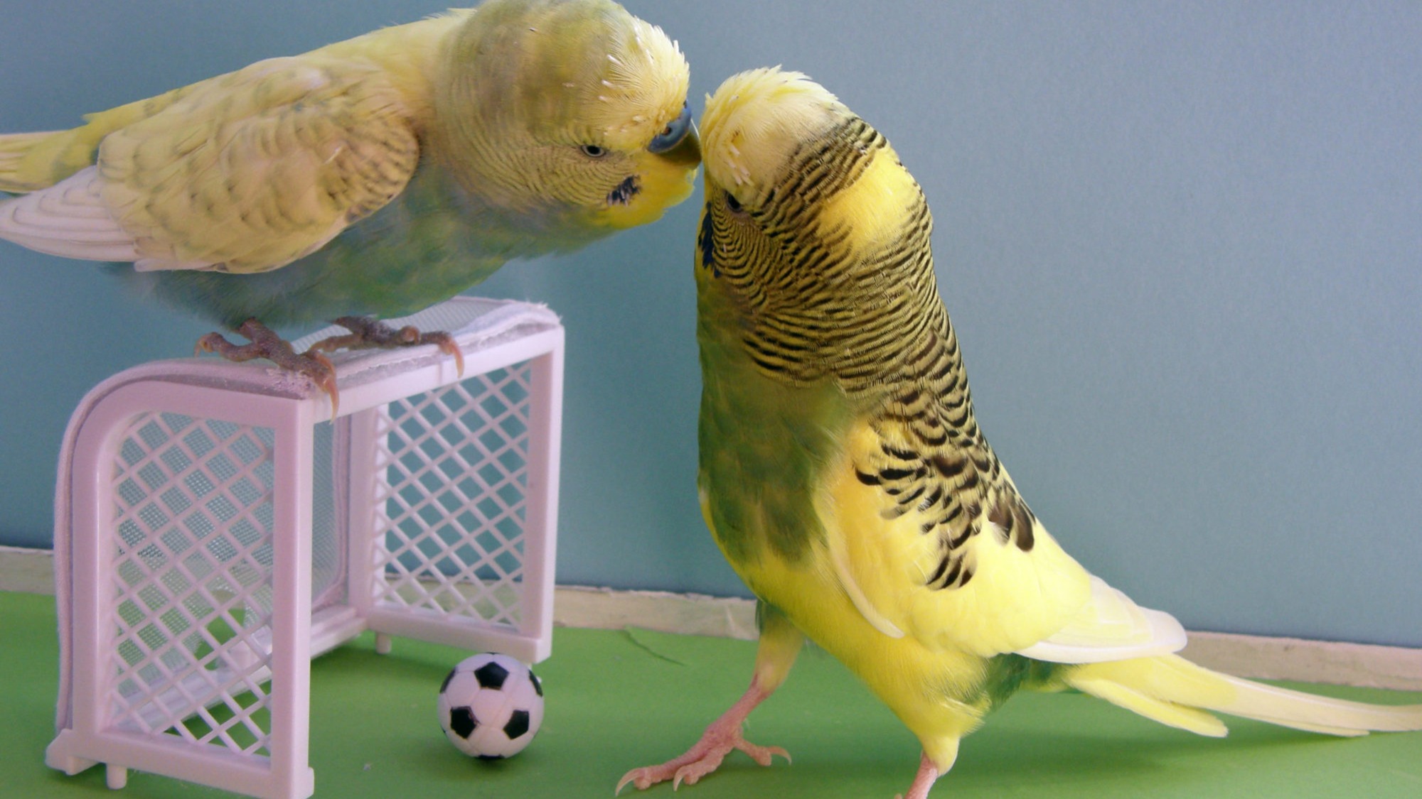 Классификация игрушек для попугаев