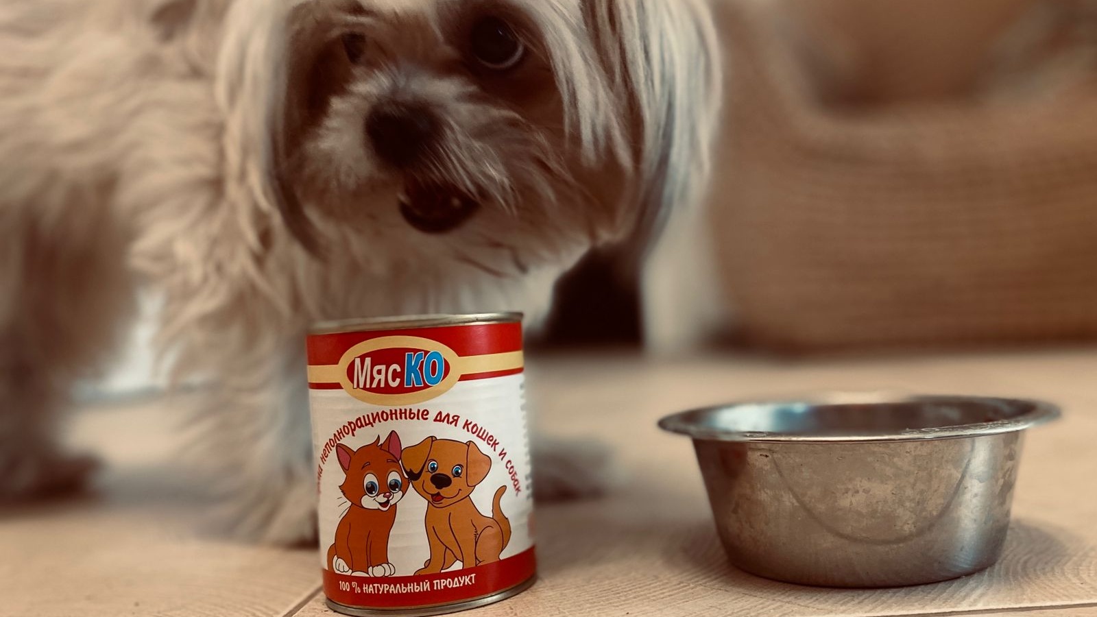Натуральный и безопасный корм для собак и кошек | Животные | WB Guru